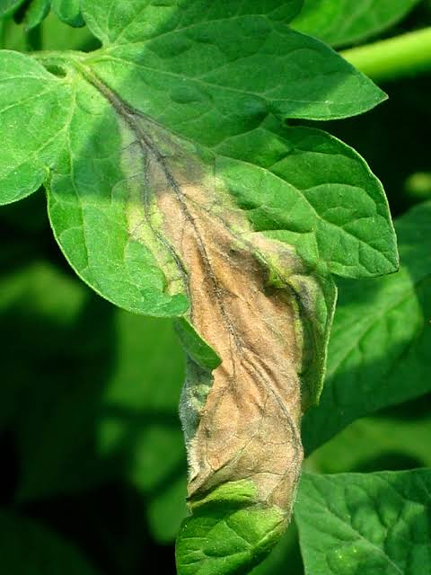 Late blight of tomato